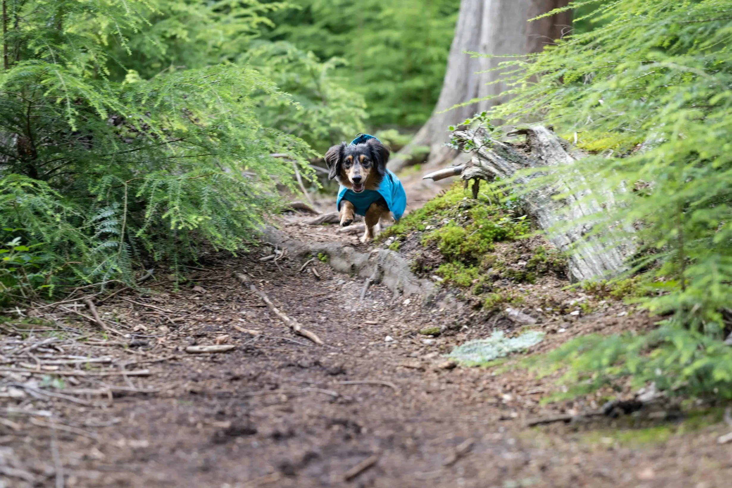 Discount ICEPEAK PET trike raincoat