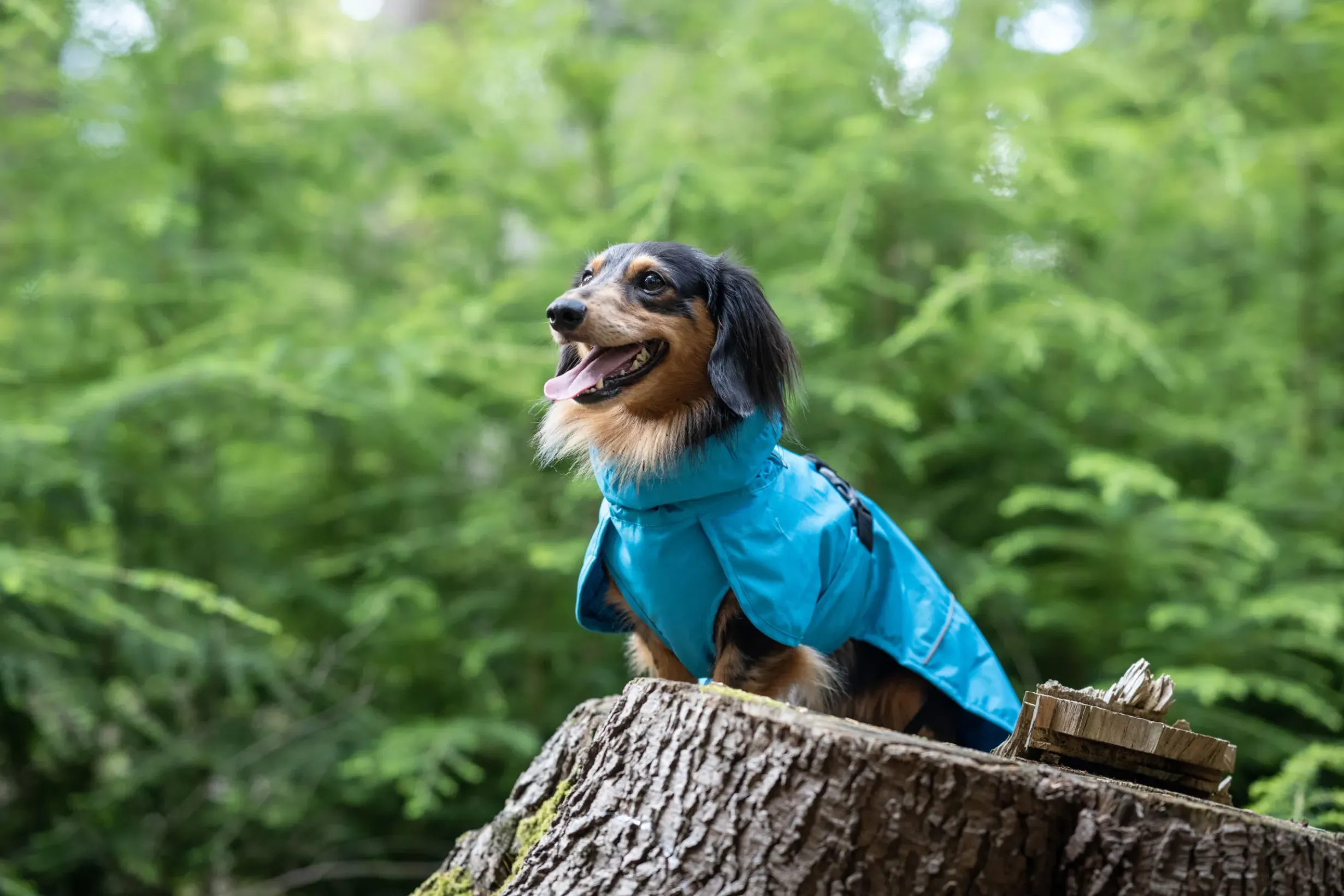 Discount ICEPEAK PET trike raincoat