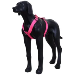 Best RUKKA PETS For neon harne