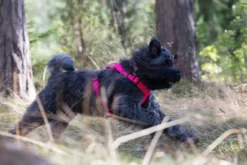 Best RUKKA PETS For neon harne