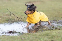 New RUKKA PETS Hayton x raincoat
