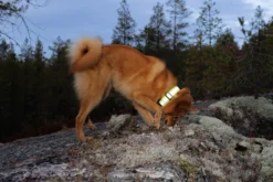 Hot RUKKA PETS Note Neck Band