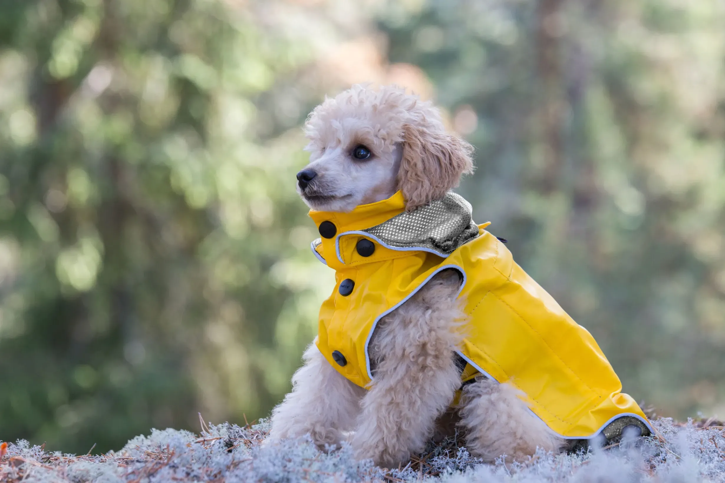 Best RUKKA PETS Stream raincoat