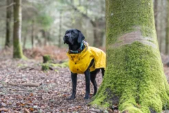 Best RUKKA PETS Stream raincoat