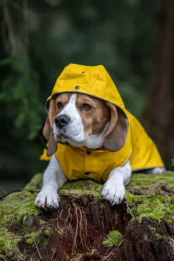Best RUKKA PETS Stream raincoat