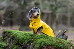 Best RUKKA PETS Stream raincoat