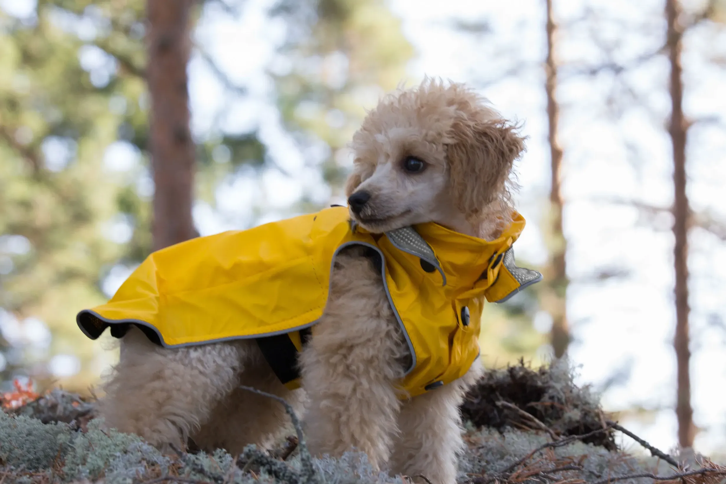 Best RUKKA PETS Stream raincoat